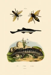 Sägefisch